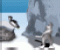 Penguin Swing - Strategiczne Gra
