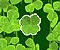 Lucky Clover -  Losowe Gra