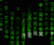 Desktops Of The Future - Inne Gra